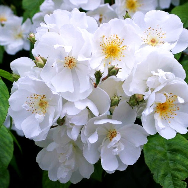 Ramblerrose 'Bobby James' (Rosa KL VI)