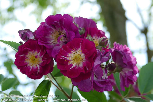 Ramblerrose 'Perennial Blue'  -R- 'Perennial Blue' (Rosa  KL V)
