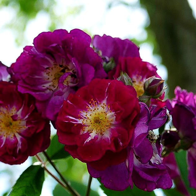 Ramblerrose 'Perennial Blue' -R- (Rosa KL V)