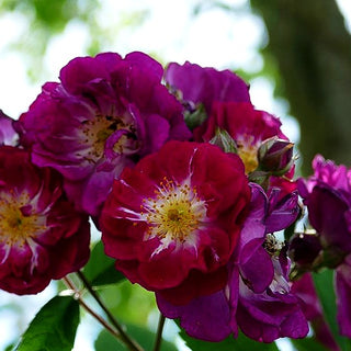 Ramblerrose 'Perennial Blue' -R- (Rosa KL V)