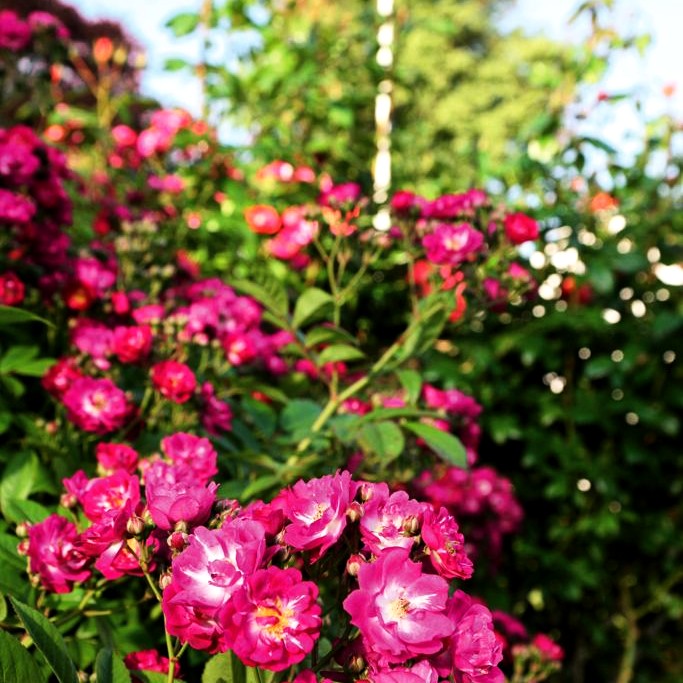 Ramblerrose 'Perennial Blue' -R- (Rosa KL V)