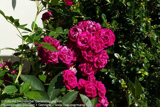 Ramblerrose 'Perennial Domino'  -R- 'Perennial Domino' (Rosa  KL VI)