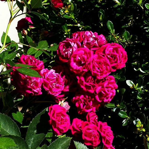 Ramblerrose 'Perennial Domino' -R- (Rosa KL VI)