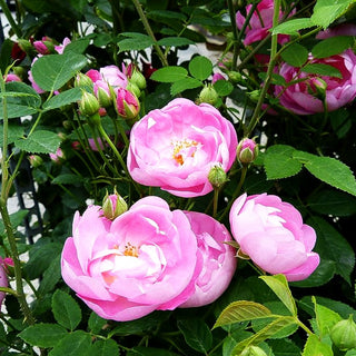 Ramblerrose 'Raubritter' (Rosa KL IV)