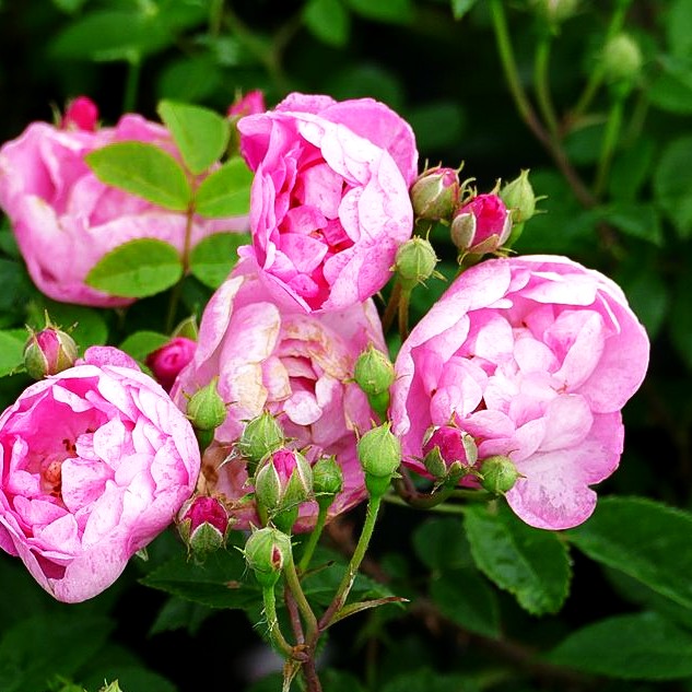 Ramblerrose 'Raubritter' (Rosa KL IV)