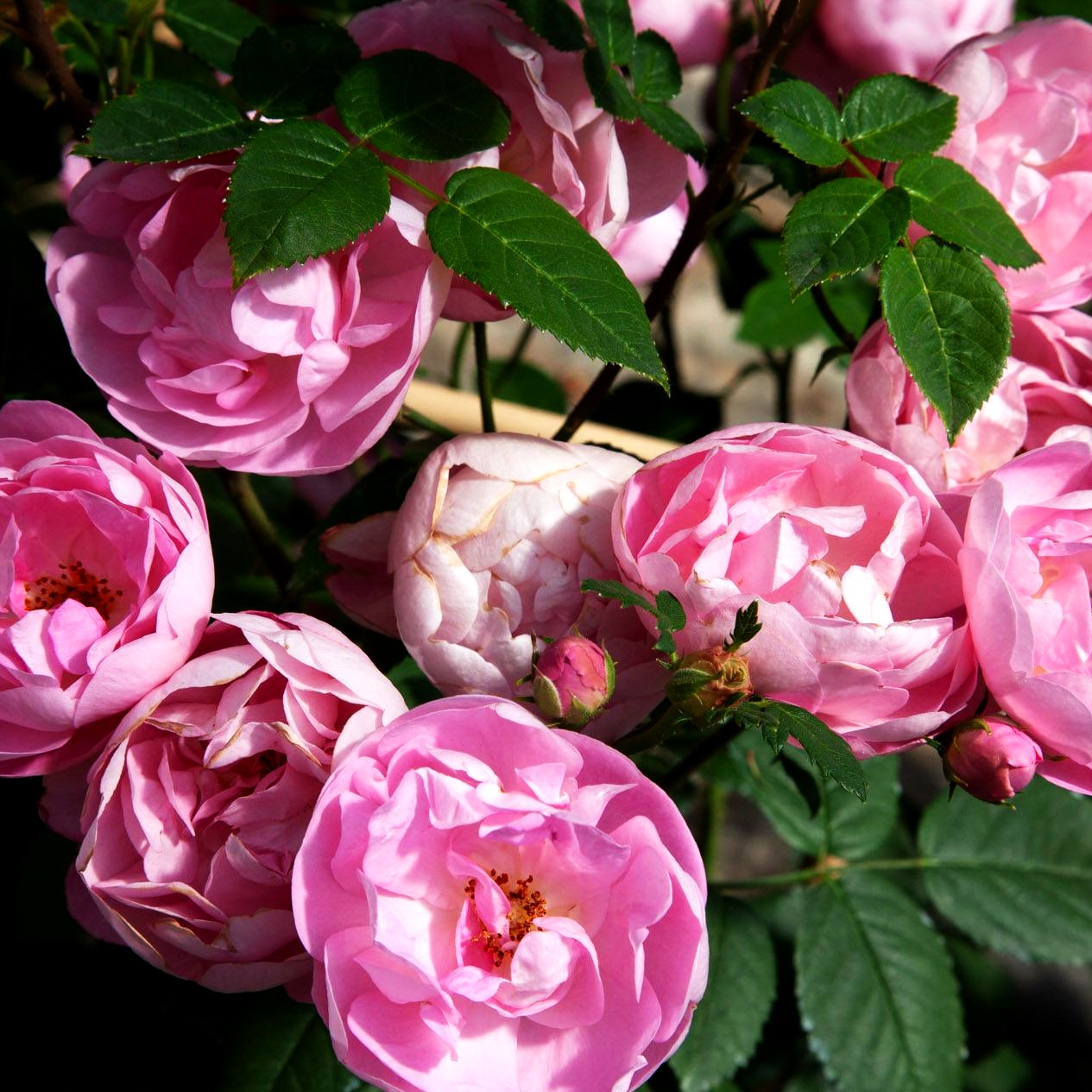 Ramblerrose 'Raubritter' (Rosa KL IV)