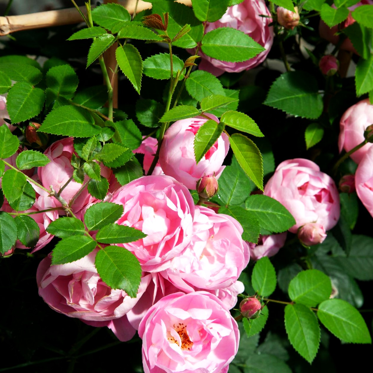 Ramblerrose 'Raubritter' (Rosa KL IV)
