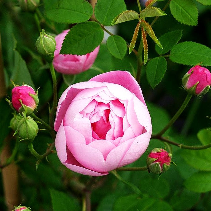 Ramblerrose 'Raubritter' (Rosa KL IV)