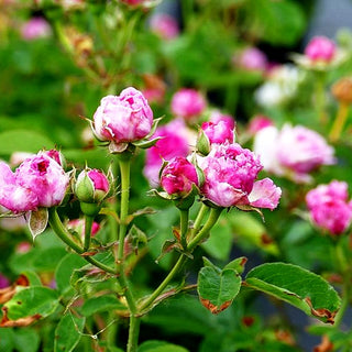 Ramblerrose 'Russeliana' (Rosa KL VI)