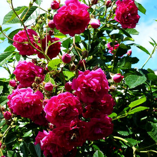 Ramblerrose 'Super Excelsa' -R- (Rosa KL V)