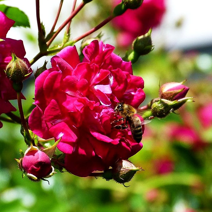 Ramblerrose 'Super Excelsa' -R- (Rosa KL V)