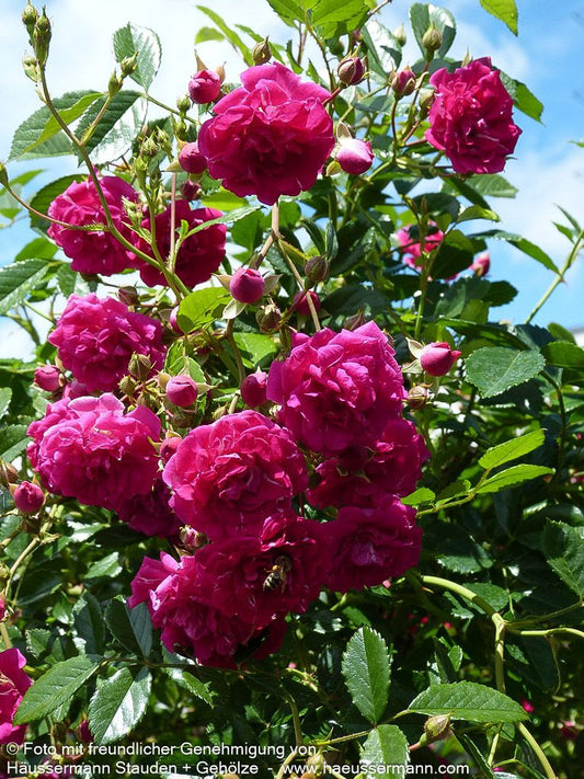 Ramblerrose 'Super Excelsa'  -R- 'Super Excelsa' (Rosa  KL V)