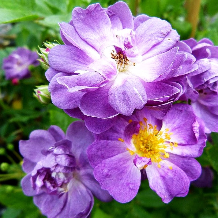 Ramblerrose 'Veilchenblau' (Rosa KL VI)