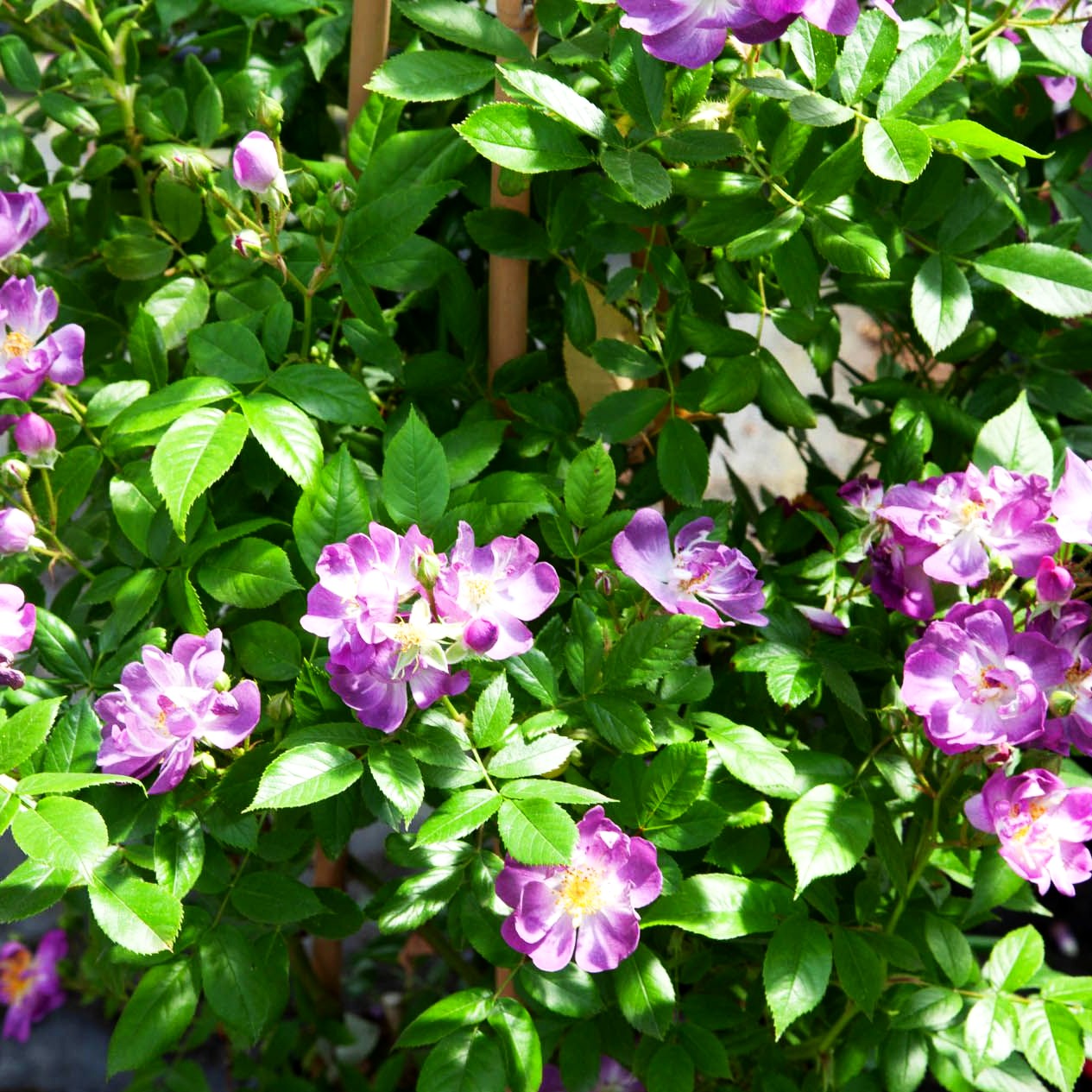 Ramblerrose 'Veilchenblau' (Rosa KL VI)