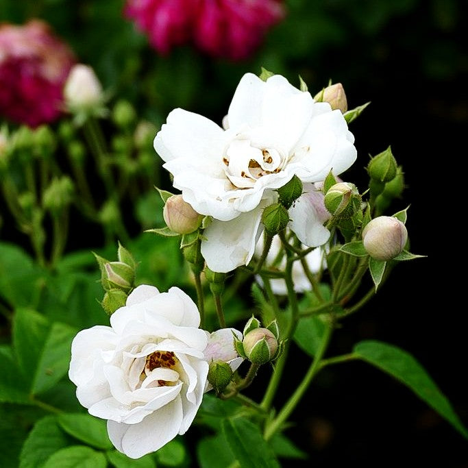 Ramblerrose 'White Flight' (Rosa KL VI)