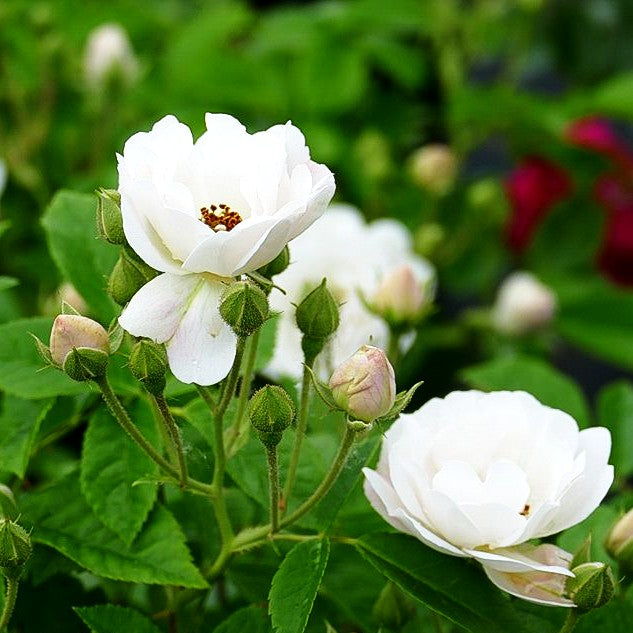 Ramblerrose 'White Flight' (Rosa KL VI)