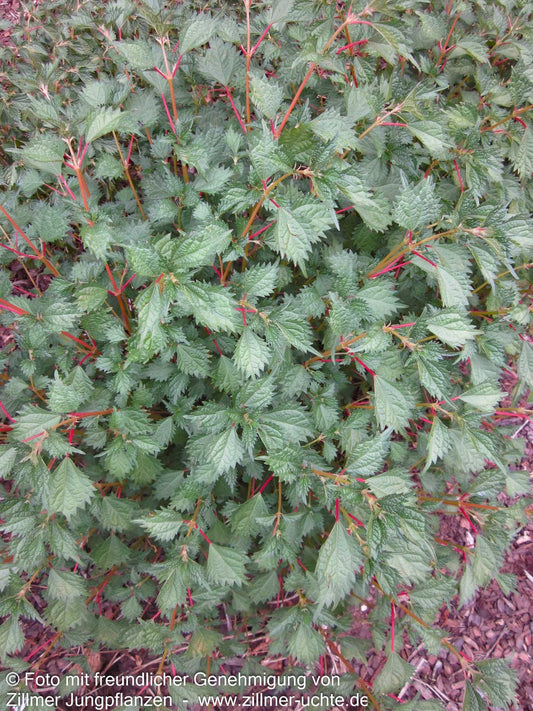 Ramie (Boehmeria spicata)