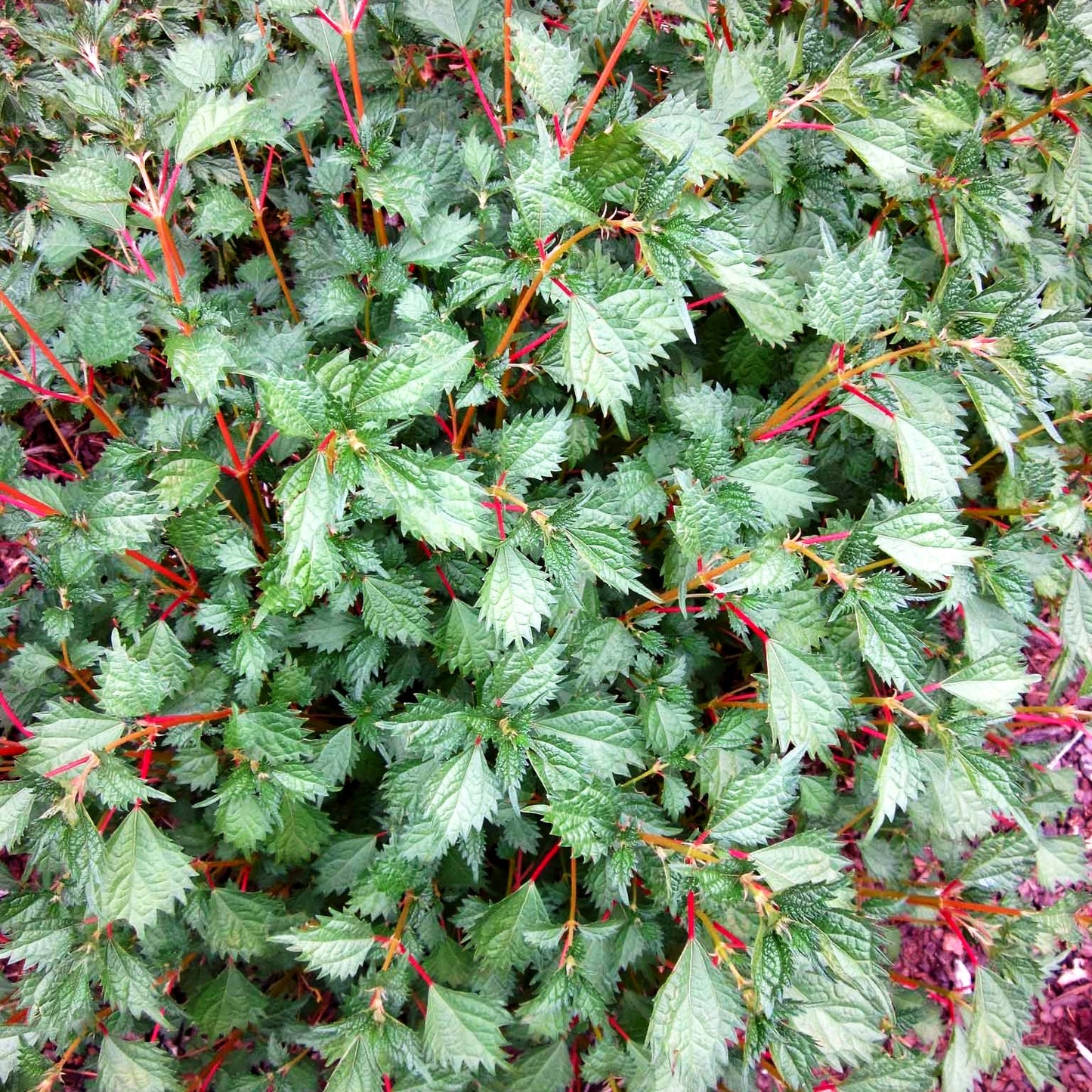 Ramie (Boehmeria spicata)