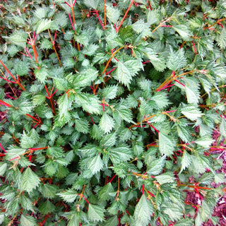 Ramie (Boehmeria spicata)