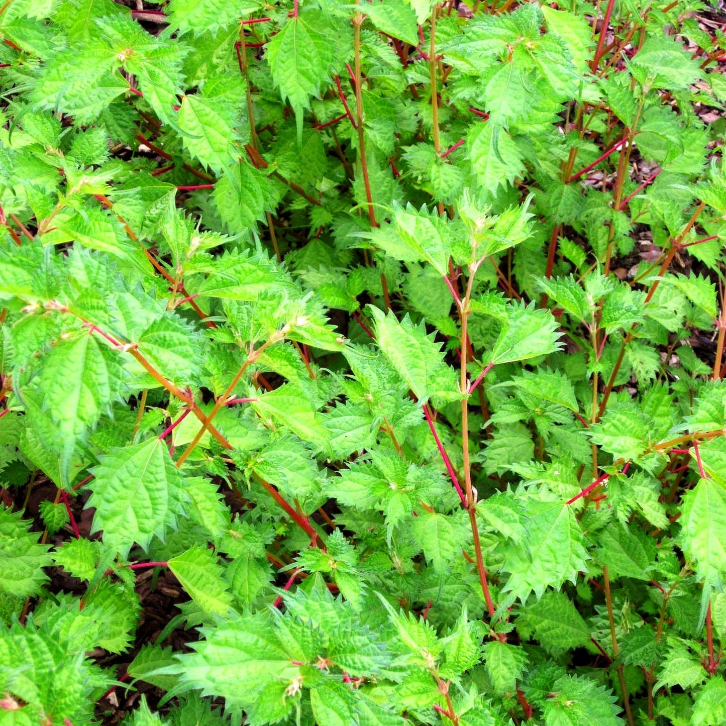 Ramie (Boehmeria spicata)