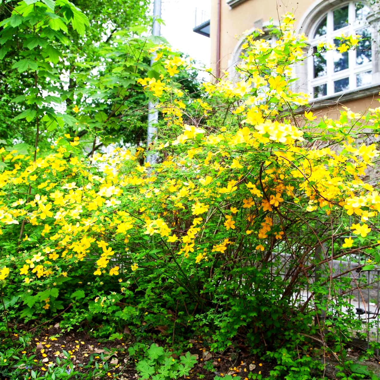 Ranunkelstrauch (Kerria japonica)