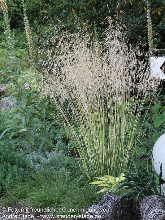 Rasen-Schmiele 'Bronzeschleier' (Deschampsia cespitosa)