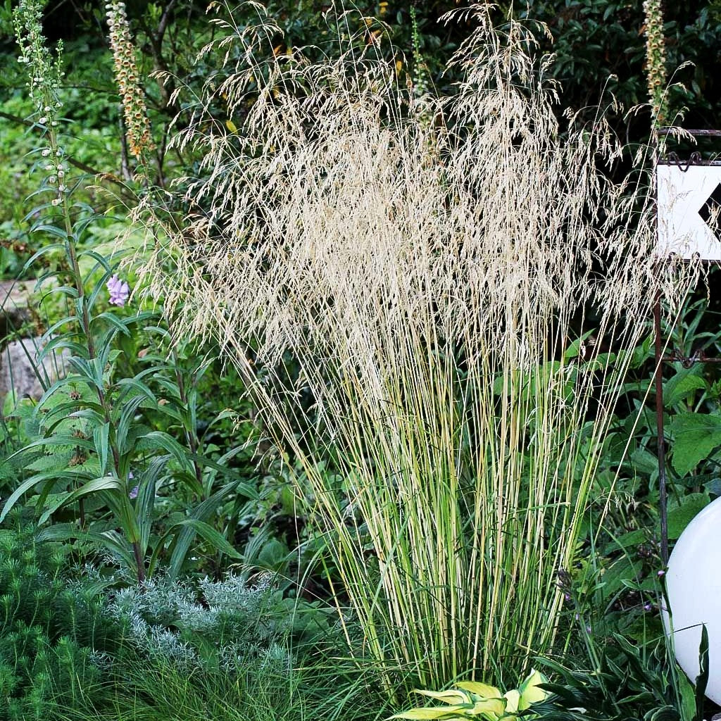 Rasen-Schmiele 'Bronzeschleier' (Deschampsia cespitosa)