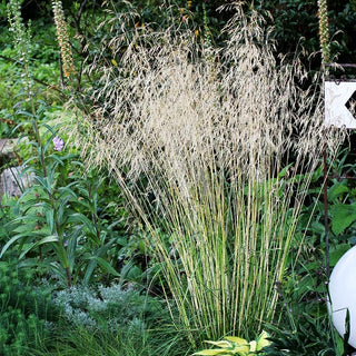 Rasen-Schmiele 'Bronzeschleier' (Deschampsia cespitosa)
