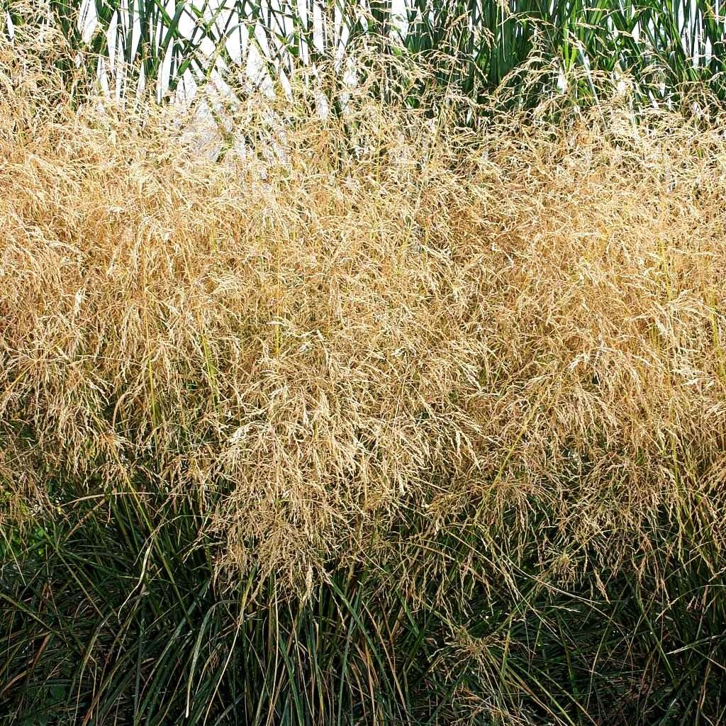Rasen-Schmiele 'Bronzeschleier' (Deschampsia cespitosa)