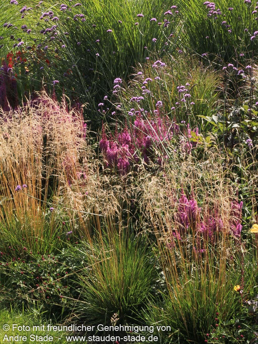 Rasen-Schmiele (Deschampsia cespitosa)