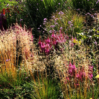 Rasen-Schmiele (Deschampsia cespitosa)