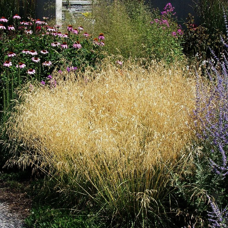 Rasen-Schmiele (Deschampsia cespitosa)