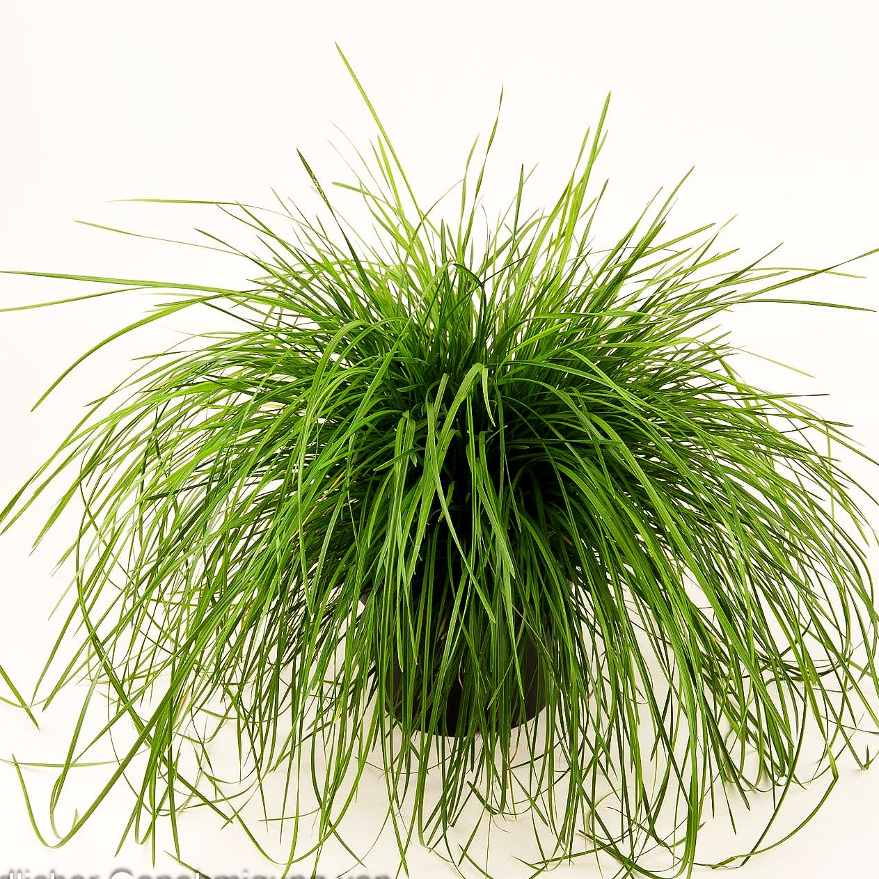 Rasen-Schmiele (Deschampsia cespitosa)