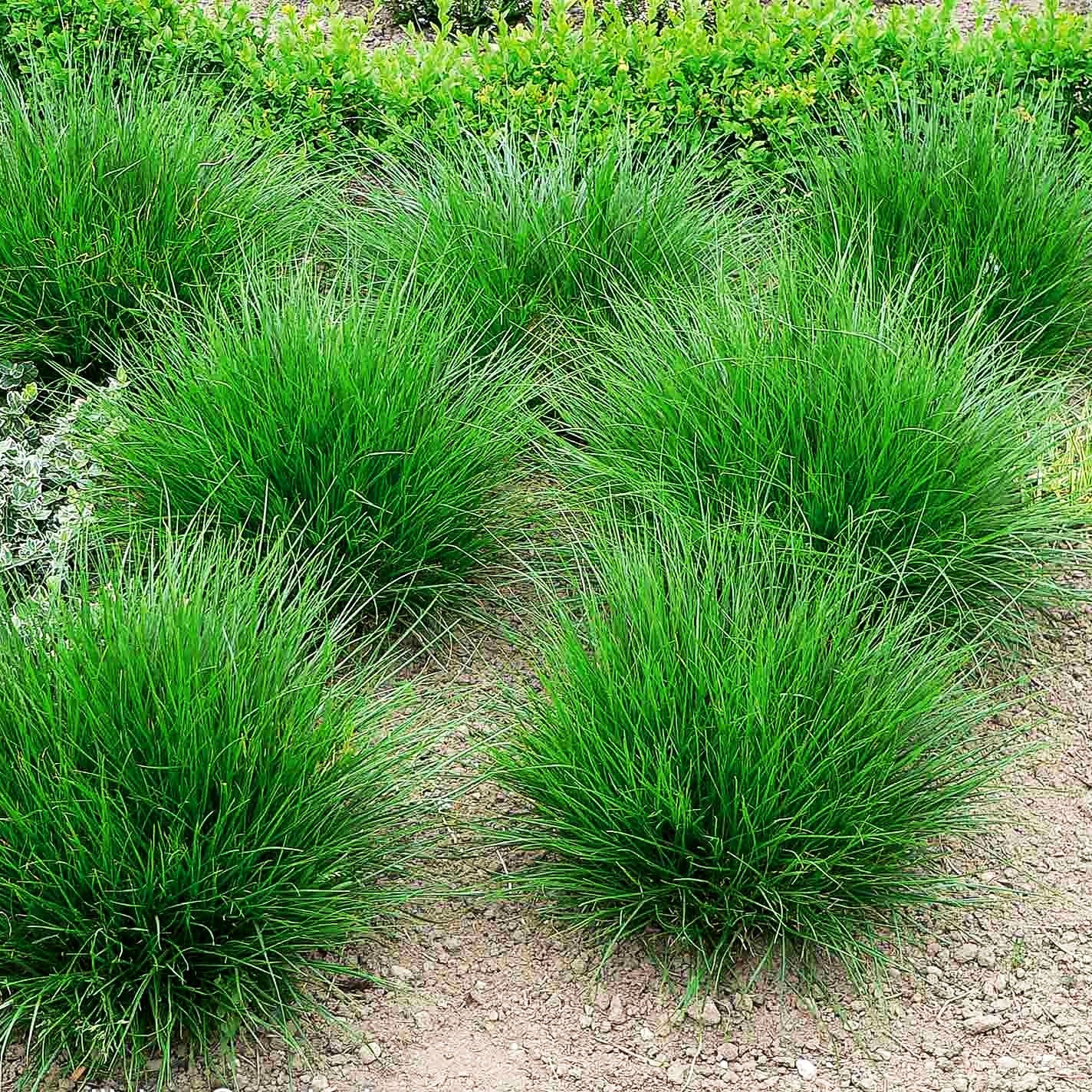 Rasen-Schmiele (Deschampsia cespitosa)