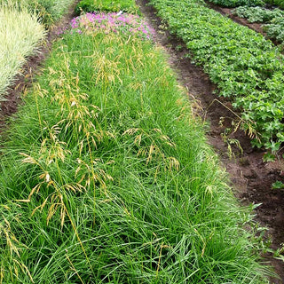 Rasen-Schmiele 'Goldschleier' (Deschampsia cespitosa)