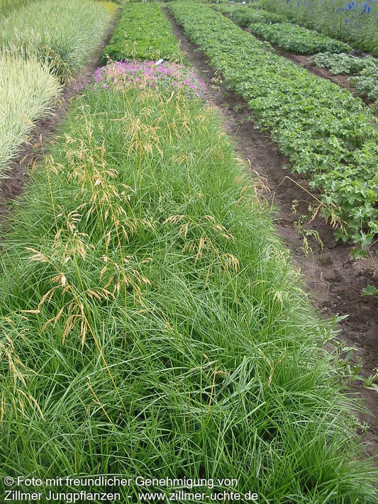 Rasen-Schmiele 'Goldschleier' (Deschampsia cespitosa)