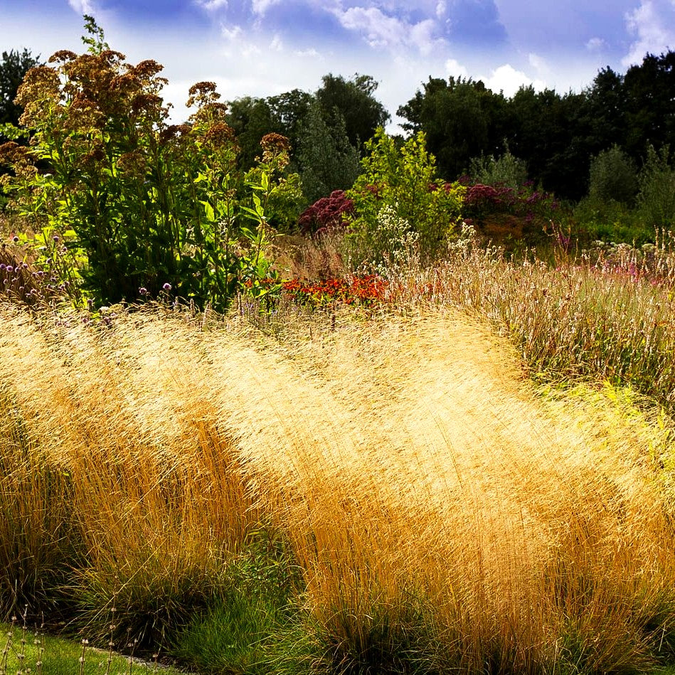 Rasen-Schmiele 'Goldschleier' (Deschampsia cespitosa)