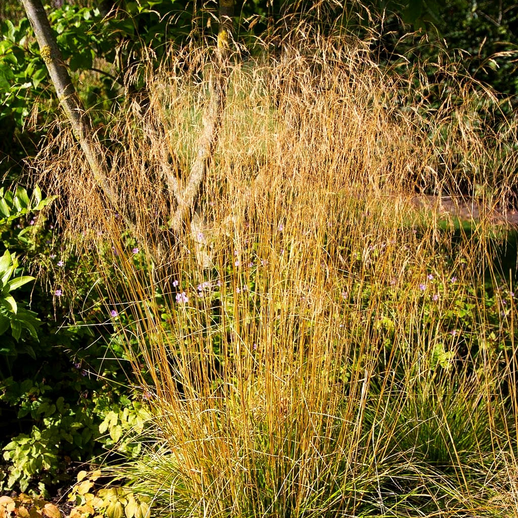 Rasen-Schmiele 'Goldschleier' (Deschampsia cespitosa)
