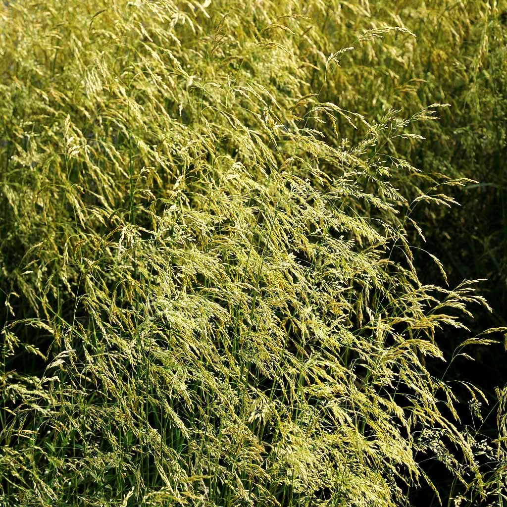 Rasen-Schmiele 'Goldschleier' (Deschampsia cespitosa)