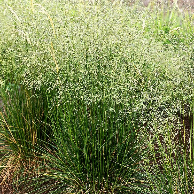 Rasen-Schmiele 'Goldschleier' (Deschampsia cespitosa)