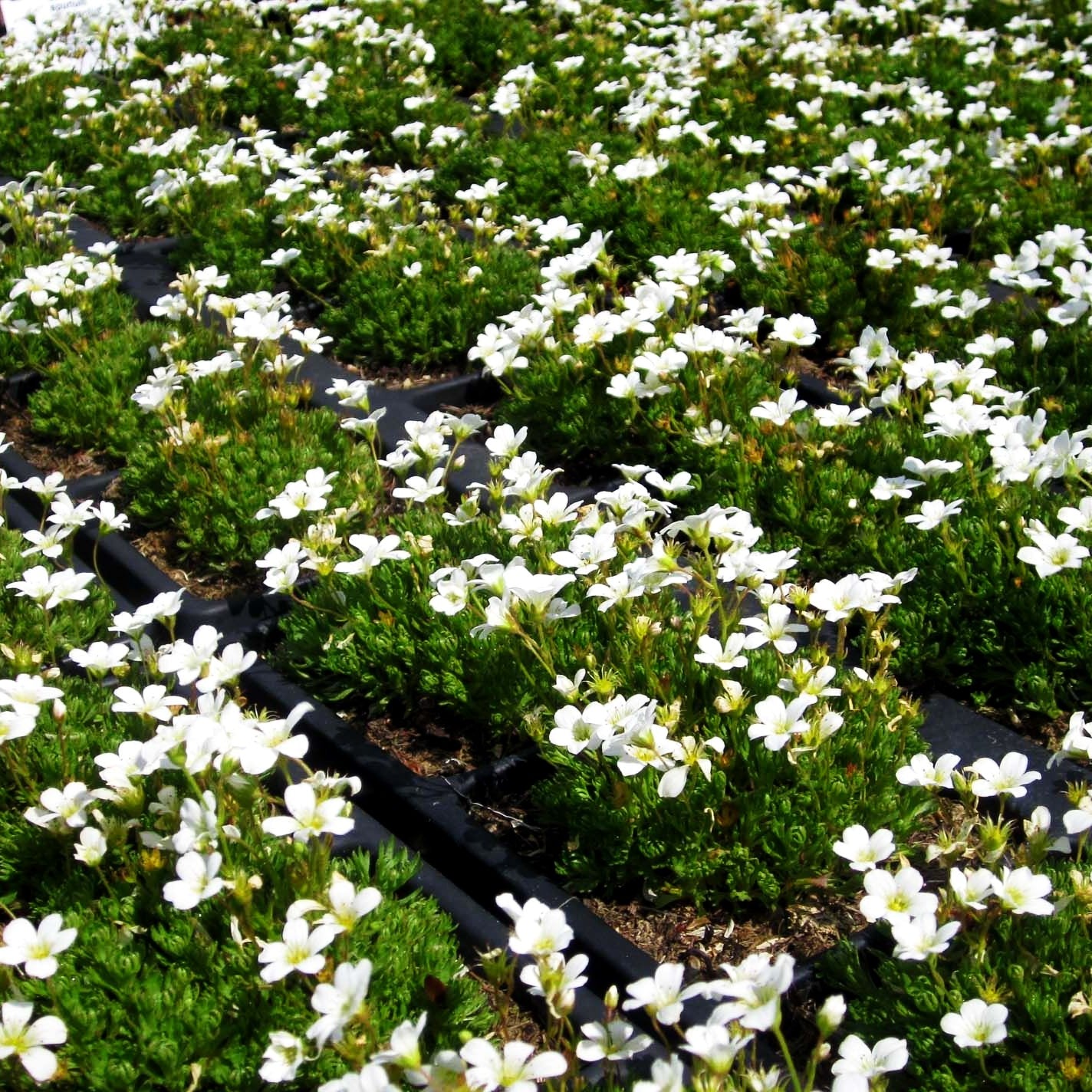 Rasiger Steinbrech 'Findling' (Saxifraga cespitosa)