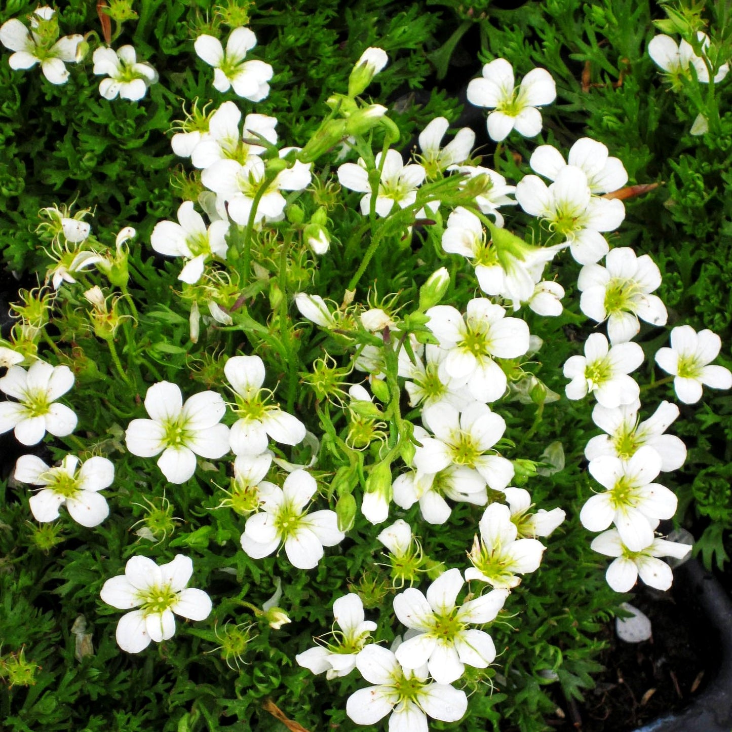 Rasiger Steinbrech 'Findling' (Saxifraga cespitosa)