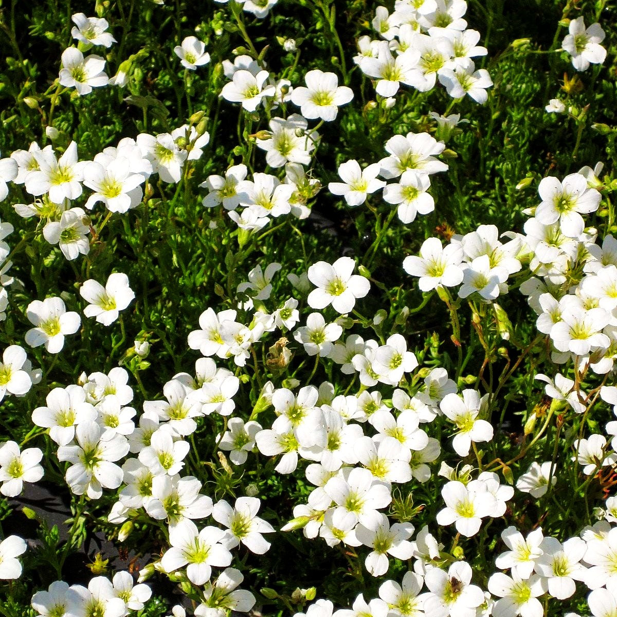 Rasiger Steinbrech 'Findling' (Saxifraga cespitosa)