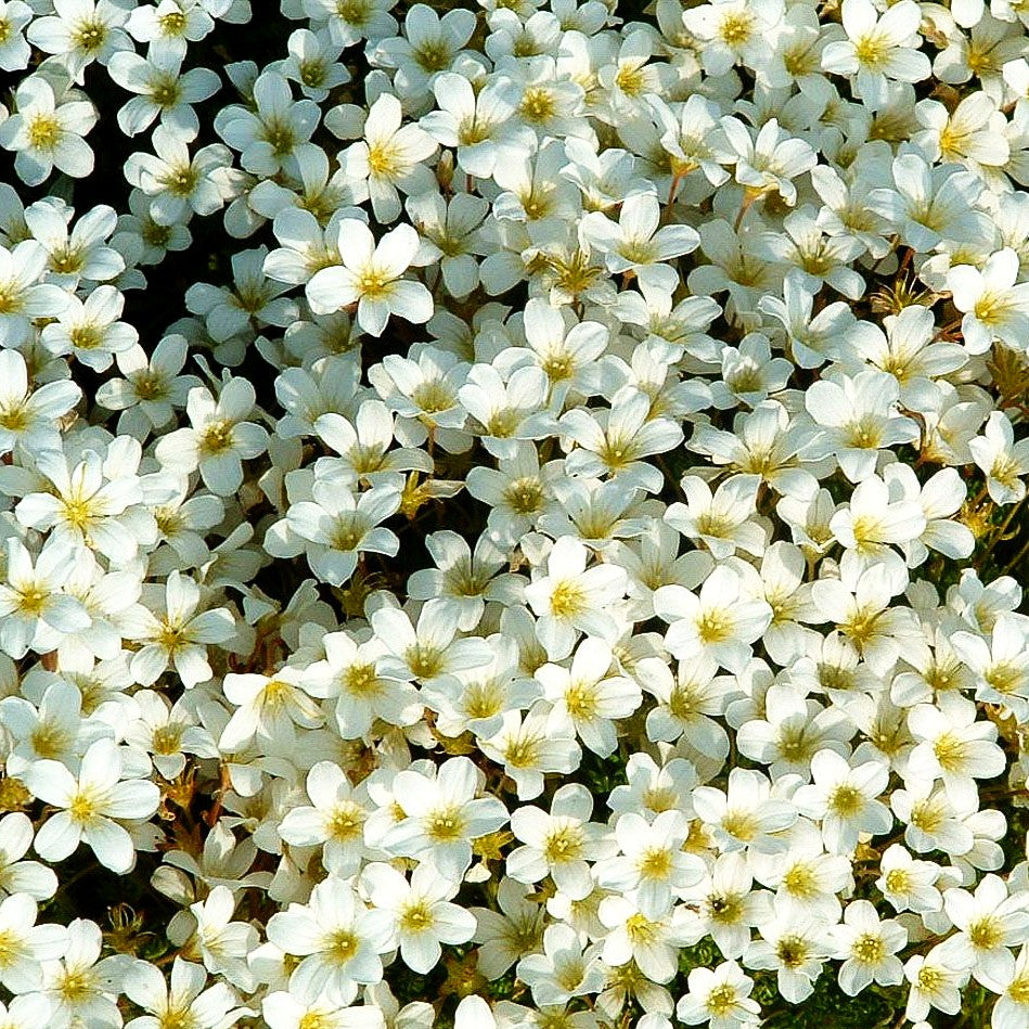 Rasiger Steinbrech 'Findling' (Saxifraga cespitosa)