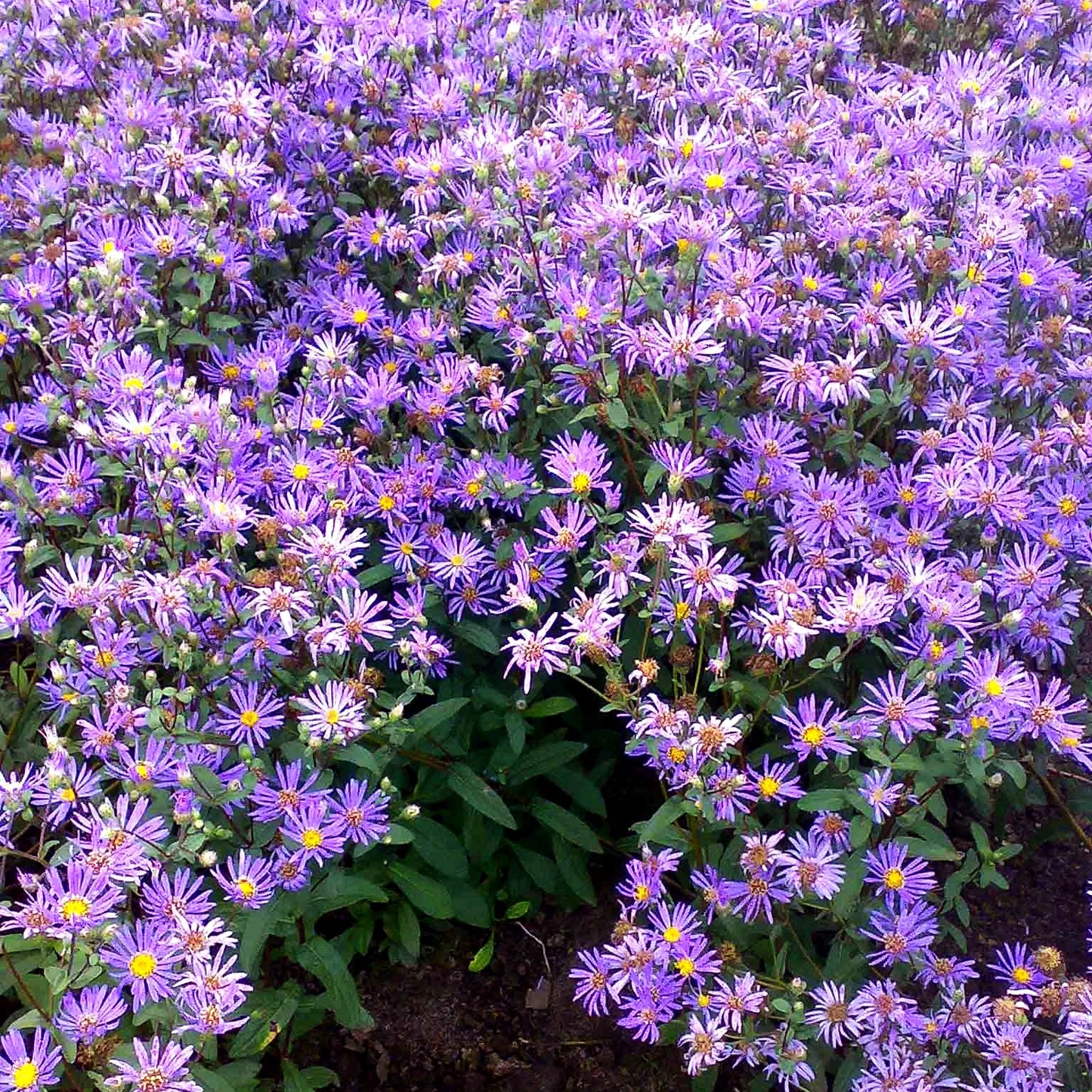 Raspel-Aster 'August Sky' (Aster radula)