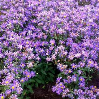 Raspel-Aster 'August Sky' (Aster radula)
