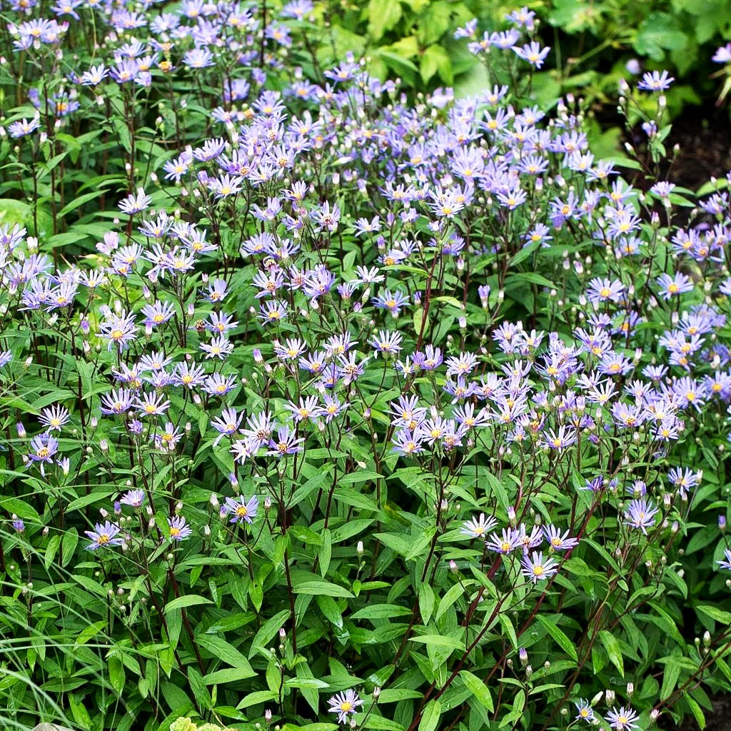 Raspel-Aster 'August Sky' (Aster radula)