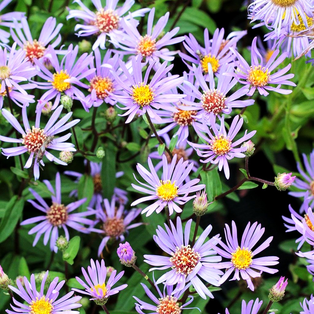 Raspel-Aster 'August Sky' (Aster radula)