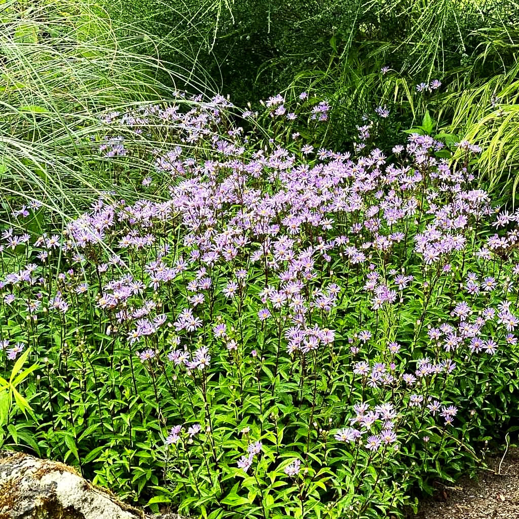 Raspel-Aster 'August Sky' (Aster radula)