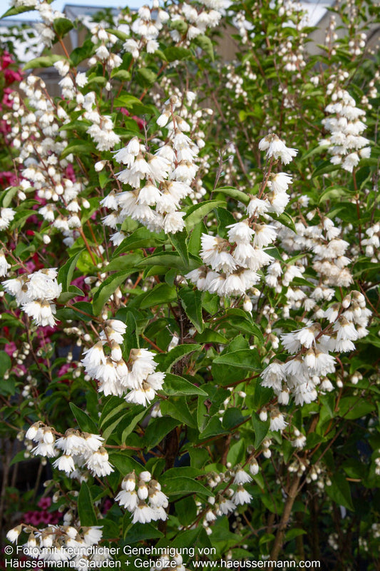 Raublättrige Deutzie 'Plena' (Deutzia scabra)